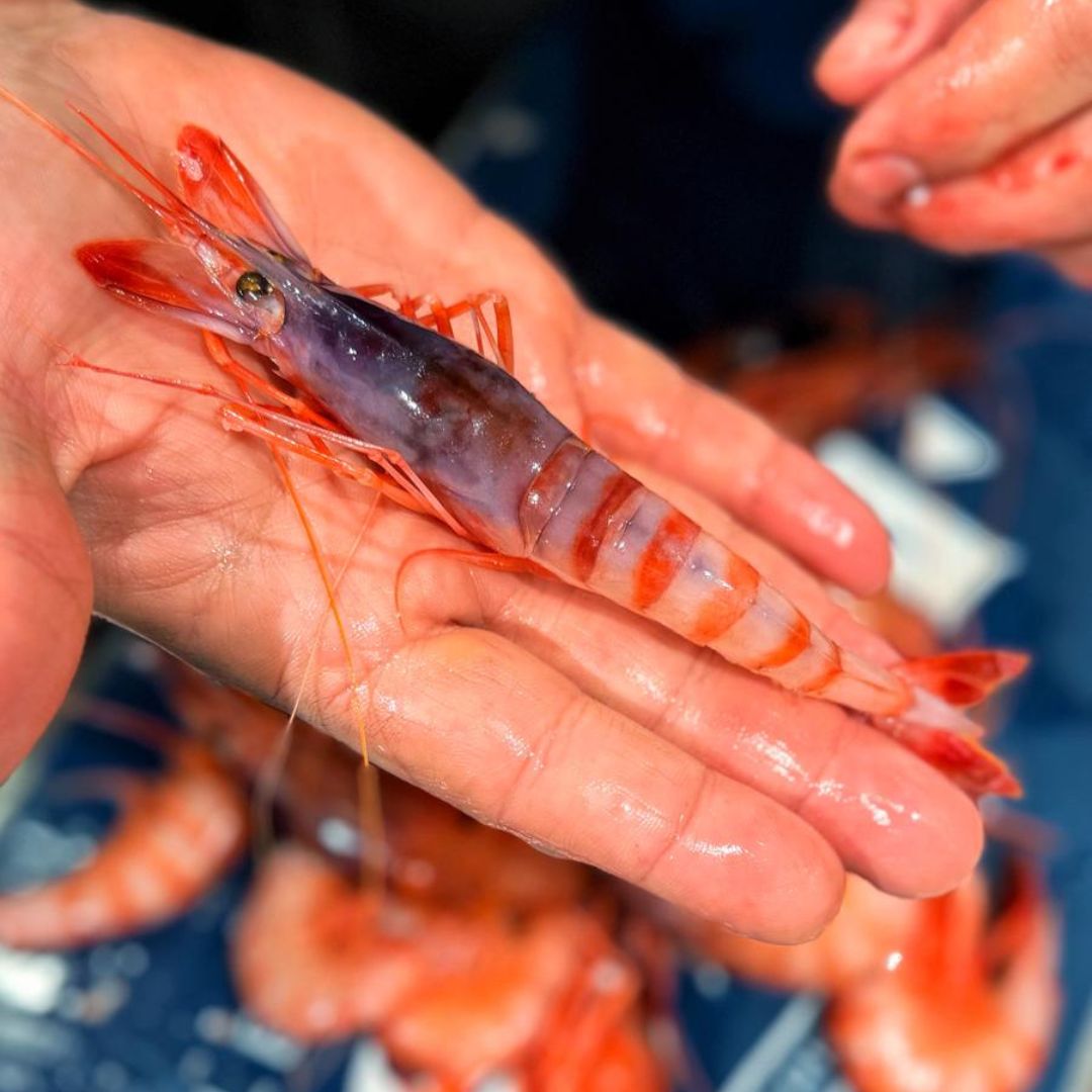 Crudo di pesce e abbattimento: tutto quello che serve sapere (davvero)