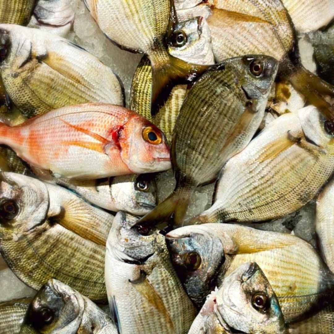 Pesce allevato o pescato: differenze reali (e quando conviene davvero)